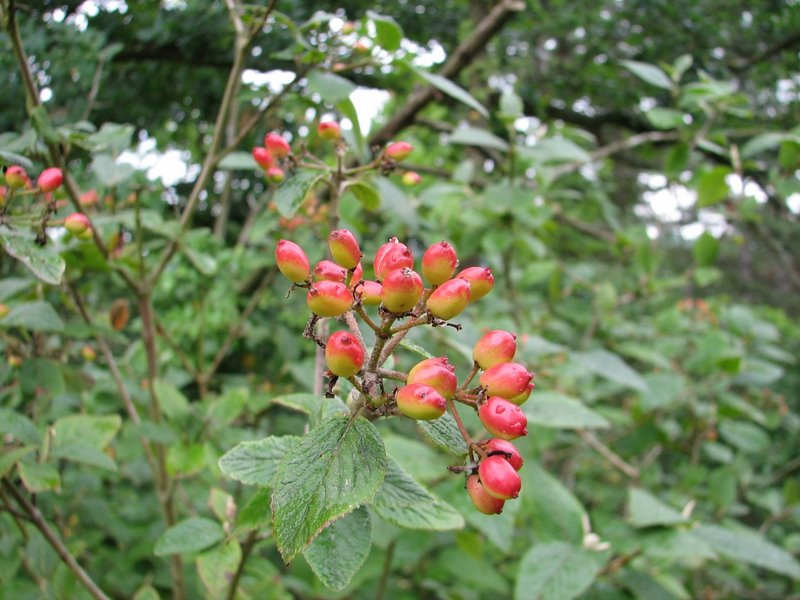 2010 07 Sortie bota à Ruffin 04
